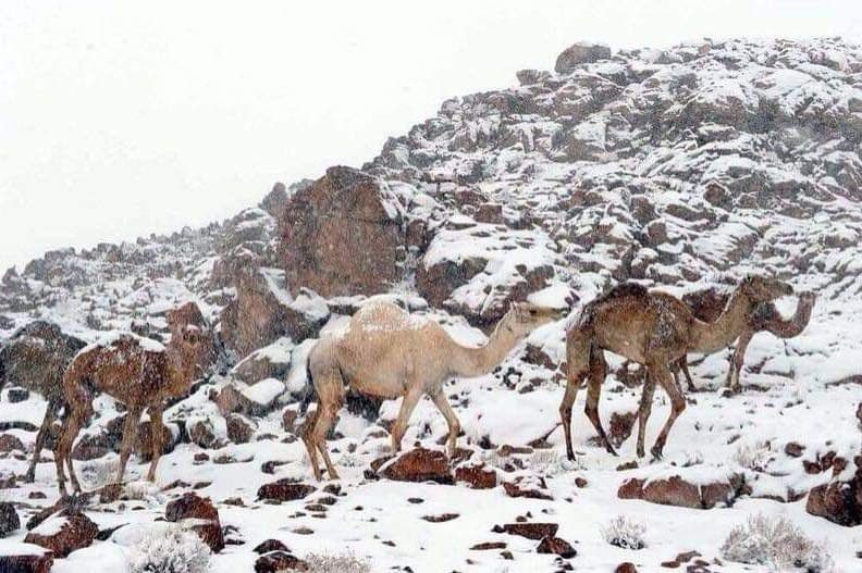 تبوك